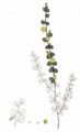 Dwarf Birch - Betula nana L.