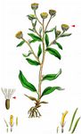 Kleines Flohkraut - Pulicaria vulgaris Gaertn. 