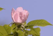 Short-Styled Field-Rose - Rosa stylosa Desv.