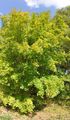 Montpellier Maple - Acer monspessulanum L.