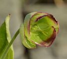 Stinkende Nieswurz - Helleborus foetidus L.