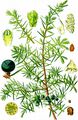 Common Juniper - Juniperus communis L.