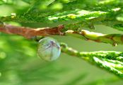 Stink-Wacholder - Juniperus sabina L.