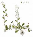 Haller's Rockcress - Arabidopsis halleri (L.) O'Kane & Al-Shehbaz