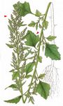 Schneeballblättriger Gänsefuß - Chenopodium opulifolium W. D. J. Koch & Ziz 