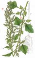 Grey Goosefoot - Chenopodium opulifolium W. D. J. Koch & Ziz