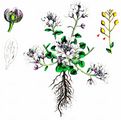 Pyrenean Scurvygrass - Cochlearia pyrenaica DC.