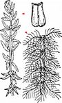 Verschiedenblättriges Tausendblatt - Myriophyllum heterophyllum Michx. 