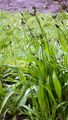 Ribwort Plantain - Plantago lanceolata L. 