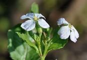 Garden Radish - Raphanus sativus L.