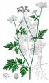 Upright Hedge-Parsley - Torilis japonica (Houtt.) DC.