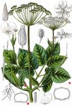 Giersch - Aegopodium podagraria L. 