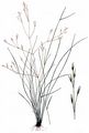 Rough Bent - Agrostis scabra Willd.