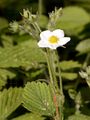 Hautbois Strawberry - Fragaria moschata Weston