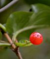 Alpen-Heckenkirsche - Lonicera alpigena L.