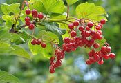 Gewöhnlicher Schneeball - Viburnum opulus L. 