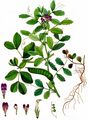 Narbonne Vetch - Vicia narbonensis L.