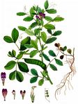 Maus-Wicke - Vicia narbonensis L. 