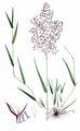Common Bent - Agrostis capillaris L.