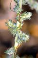 Sand Smotherweed - Bassia laniflora (S. G. Gmel.) A. J. Scott