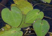 Gewöhnlicher Herzlöffel - Caldesia parnassifolia (L.) Parl.