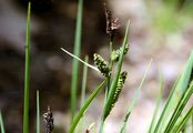 Wiesen-Segge - Carex nigra (L.) Reichard