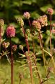 Small Burnet - Sanguisorba minor Scop.