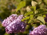 Gewöhnlicher Flieder - Syringa vulgaris L.