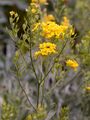 Felsen-Steinkraut - Aurinia saxatilis (L.) Desv.