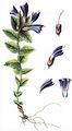 Alpenhelm - Bartsia alpina L.