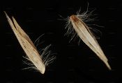Hairy Small-Reed - Calamagrostis villosa (Chaix) J. F. Gmel.