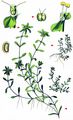Narrow-Fruited Water-Starwort - Callitriche palustris L.