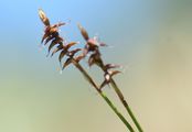 Davalls Segge - Carex davalliana Sm.