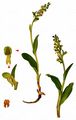 Frog Orchid - Dactylorhiza viridis (L.) R. M. Bateman, Pridgeon & M. W. Chase