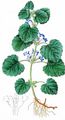 Ground-Ivy - Glechoma hederacea L.