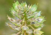 Schleifenblume - Iberis linifolia L.