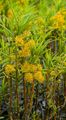 Tufted Loosestrife - Lysimachia thyrsiflora L.