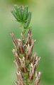 Kleinblütige Nachtkerze - Oenothera parviflora agg. 