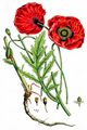 Common Poppy - Papaver rhoeas L.