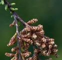 Swamp Cypress - Taxodium distichum (L.) Rich.