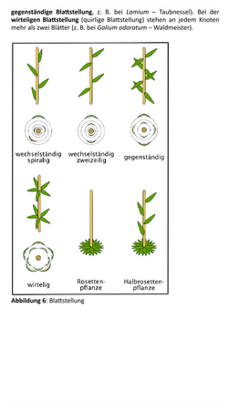 Blattstellung