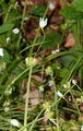 Few-Flowered Garlic - Allium paradoxum (M. Bieb.) G. Don