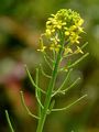 Treacle-Mustard - Erysimum cheiranthoides L.