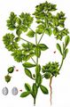Sickle Spurge - Euphorbia falcata L.