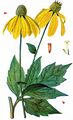 Coneflower - Rudbeckia laciniata L.