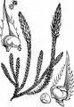 Gezähnter Moosfarn - Selaginella selaginoides (L.) Schrank & Mart.