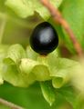 Berry Catchfly - Silene baccifera (L.) Roth