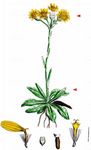 Steppen-Greiskraut - Tephroseris integrifolia (L.) Holub 