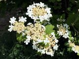 Gewöhnlicher Schneeball - Viburnum opulus L. 