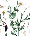 Ruthenian Chamomile - Anthemis ruthenica M. Bieb.